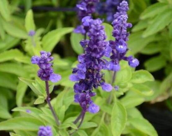 薰衣草與鼠尾草的區(qū)別，教你四種方法可變成火眼金睛