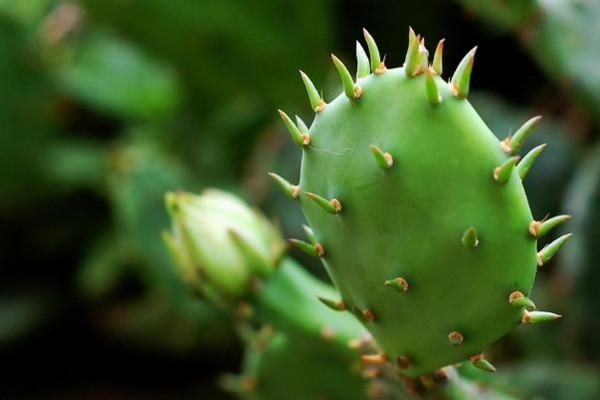 仙人掌有毒嗎，烏羽玉屬/巖牡丹屬等品種有毒