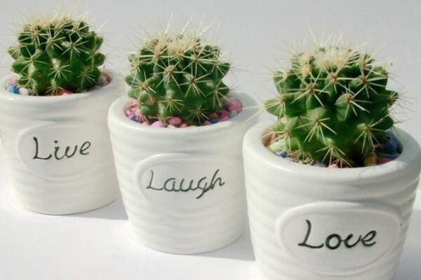 仙人球夏季怎么澆水，保持土壤處于干燥的狀態(tài)即可