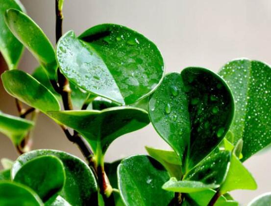 小碧玉怎么養(yǎng)，教你七種簡單易學(xué)基本方法