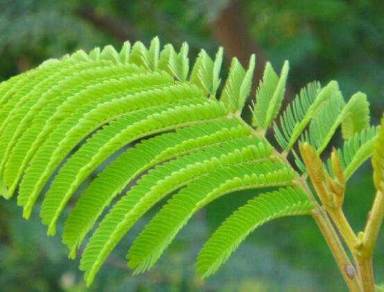 含羞草晚上會(huì)閉合嗎，會(huì)/屬于一種自然生長(zhǎng)澎壓現(xiàn)象