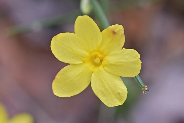 迎春花葉子發(fā)紅怎么回事