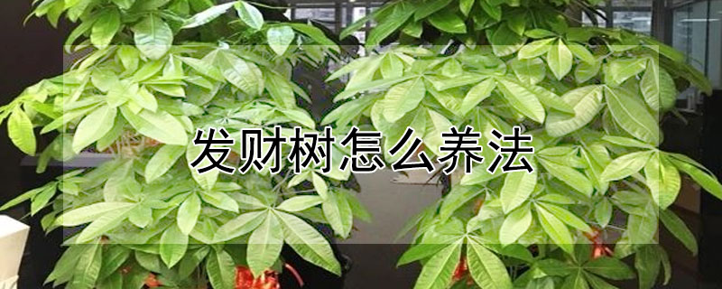 發(fā)財(cái)樹怎么養(yǎng)法