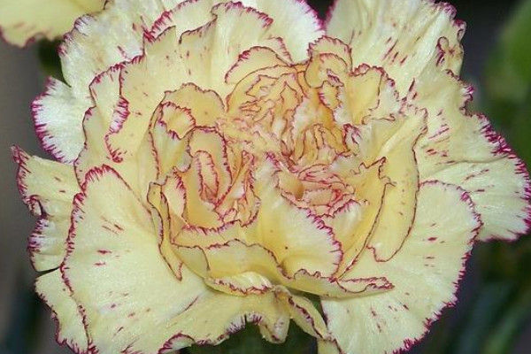 盆栽康乃馨能用光照代替陽(yáng)光嗎