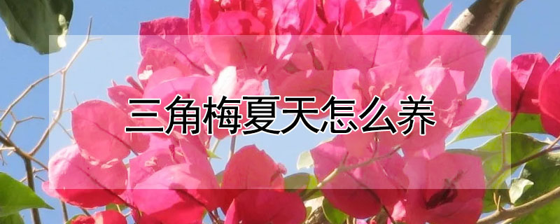 三角梅夏天怎么養(yǎng)