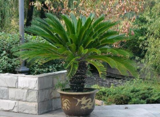 為什么蘇鐵不長新葉子，教你三種最直觀有效解決辦法