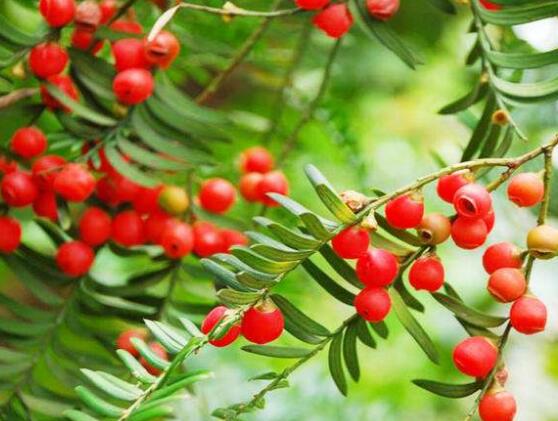 紅豆杉怎么換盆，三個(gè)簡(jiǎn)單方法教你輕松學(xué)會(huì)