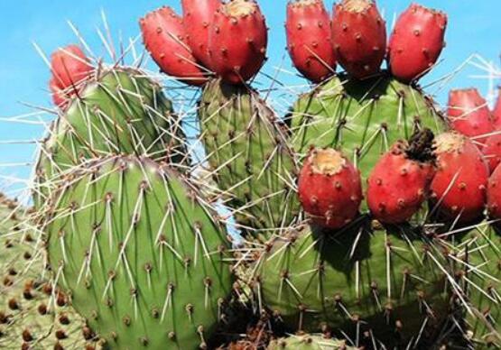 火龍果是仙人掌的果實(shí)嗎，兩種屬性絕然不同的植物