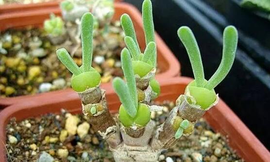 碧光環(huán)發(fā)芽后要澆水嗎，需要/只需要保持濕潤環(huán)境即可