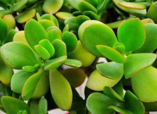 燕子掌怎么養(yǎng)長得更快，做好五個要點盆盆爆滿