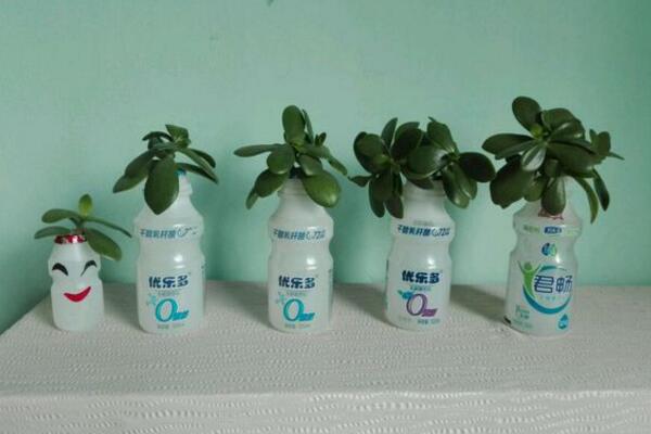 燕子掌能水培嗎，可以水培并且養(yǎng)護起來非常簡單