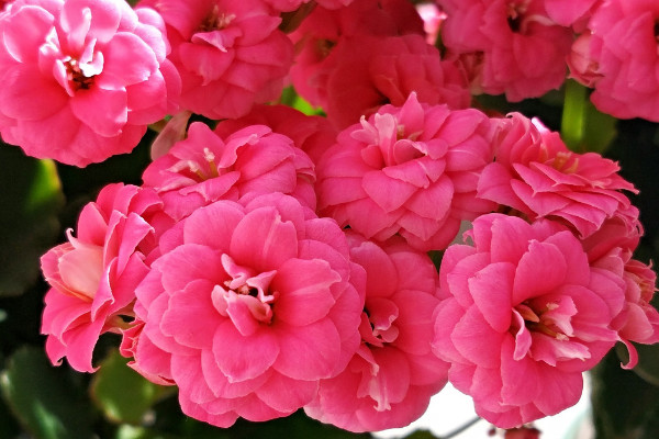 長(zhǎng)壽花夏天開(kāi)花嗎