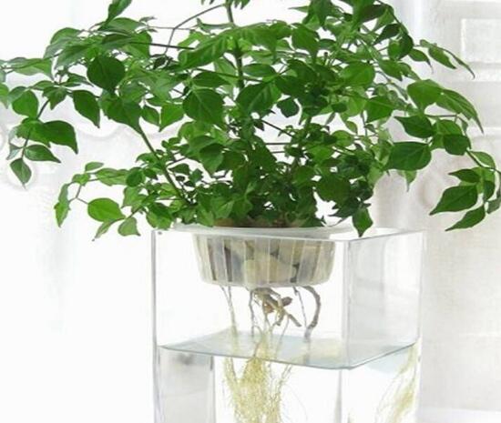 平安樹泡水里能長根嗎，平安樹水培方法
