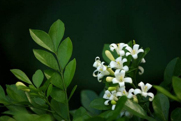 九里香如何長(zhǎng)粗，通過(guò)光照、溫度、施肥、修剪4步進(jìn)行