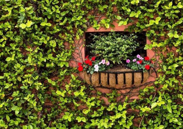 常春藤有毒嗎，有毒但是也有很大的藥用價(jià)值