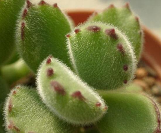 熊童子用什么土，腐葉土、園土、沙土最為合適