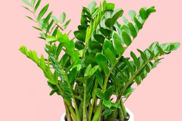 金錢樹會開花嗎花是什么樣子