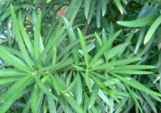 小葉羅漢松的養(yǎng)殖方法，老農(nóng)總結(jié)八大簡單易學的養(yǎng)殖技巧