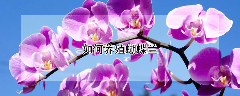 如何養(yǎng)殖蝴蝶蘭