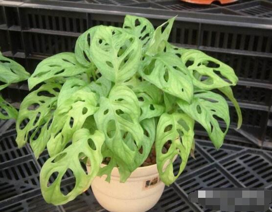 仙洞龜背竹有毒嗎，毒性不強(qiáng)/避免接觸誤食即可