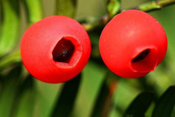 紅豆杉葉子發(fā)黃怎么回事