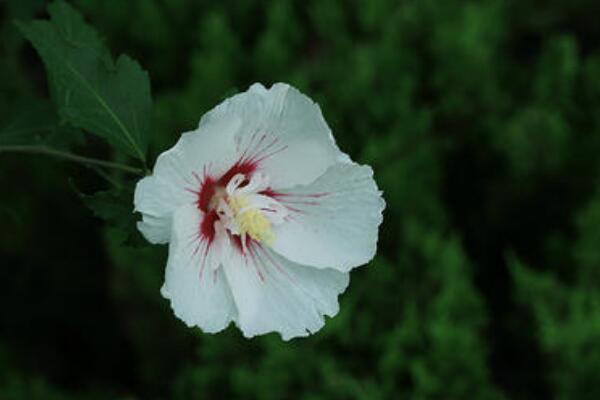 白色木槿花的花語(yǔ)