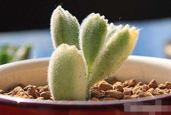 熊童子怎么養(yǎng)開花，做好五個要點花開爆盆