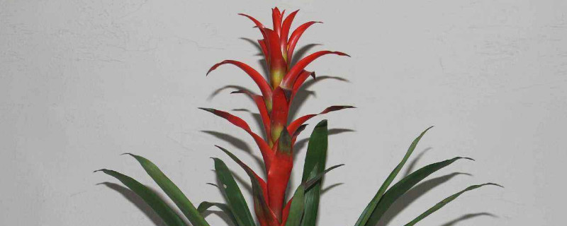 鴻運(yùn)當(dāng)頭發(fā)芽了怎么辦