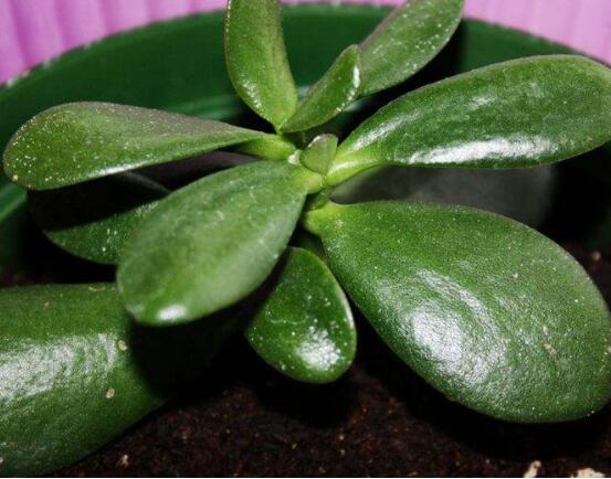 燕子掌和玉樹哪個有毒，玉樹汁液有毒/燕子掌無毒現象