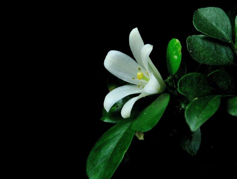 九里香花期養(yǎng)護(hù)方法，在開花的時候要注意這3種情況