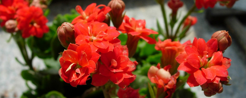 長壽花剪枝后怎么養(yǎng)護(hù)