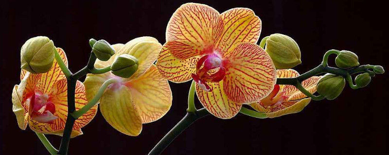 夏天養(yǎng)蝴蝶蘭應(yīng)該注意些什么