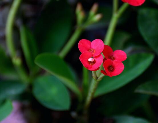 大葉虎刺梅怎么養(yǎng)，保證足量光照/溫暖濕潤環(huán)境