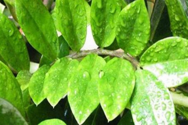 金錢樹春天可以放在室外養(yǎng)嗎