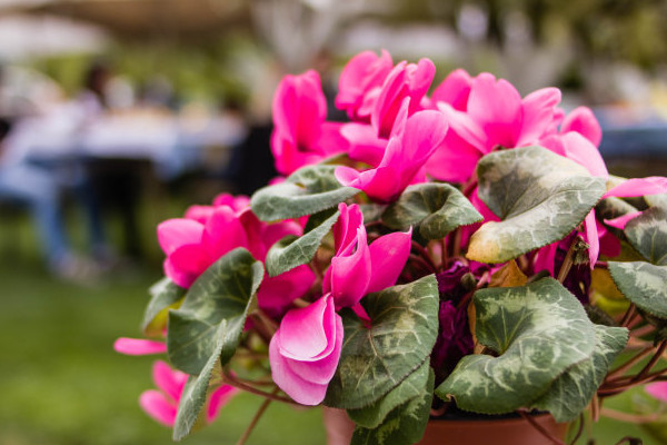 北方冬天如何養(yǎng)仙客來(lái)