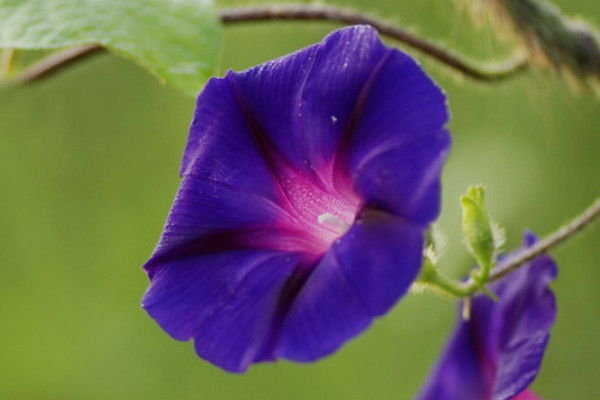 牽牛花對(duì)孕婦有影響嗎