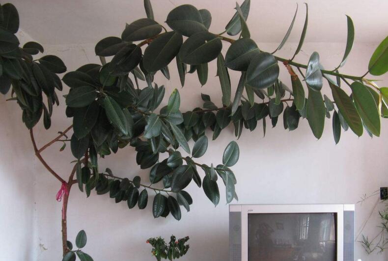 橡皮樹落葉子怎么回事，中自然原因和病害5種原因造成的