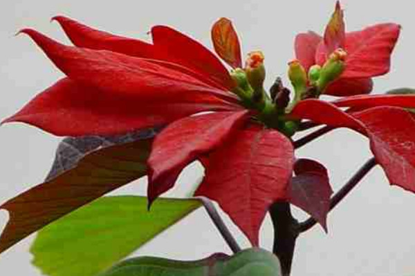 一品紅冬季養(yǎng)殖方法