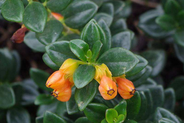 金魚(yú)吊蘭夏天的養(yǎng)殖方法和注意事項(xiàng)