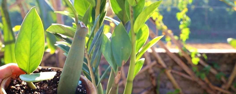 金錢(qián)樹(shù)可以養(yǎng)在臥室里嗎