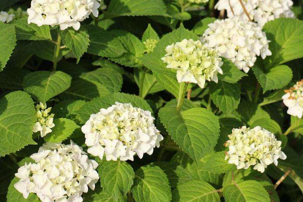 無(wú)盡夏枝條太細(xì)怎么辦