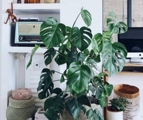 龜背竹葉子黃了怎么辦，要從土壤和澆水等4方面入手解決