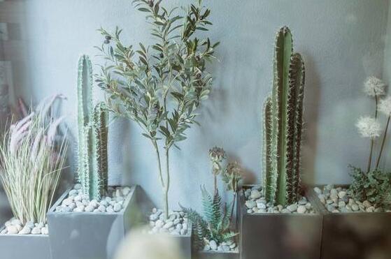 仙人掌的養(yǎng)殖方法和注意事項，小白都能學(xué)會的種植方法和技巧