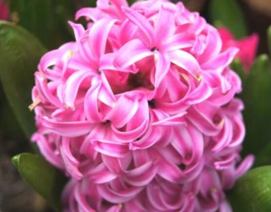 風(fēng)信子盆栽怎么種植，擇飽滿種球、露出土壤2厘米(存活最高)