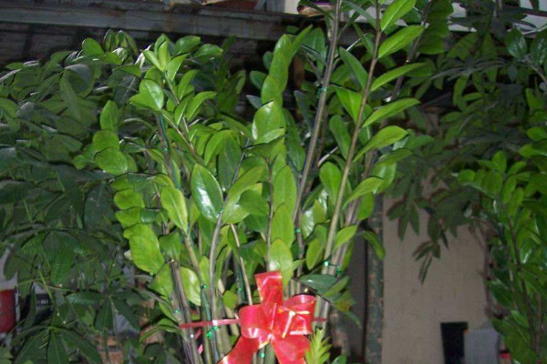 金錢(qián)樹(shù)水培多久上盆