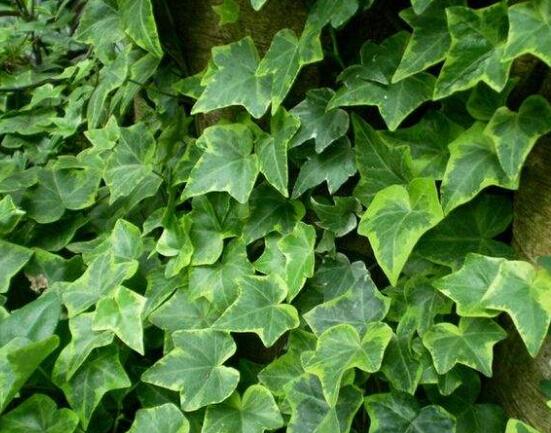 常春藤和爬山虎的區(qū)別，三個方法教你簡單分辨