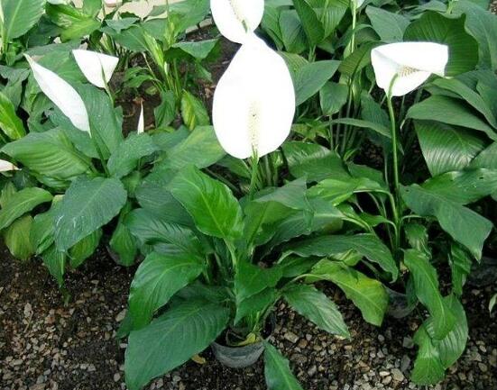 盆栽一帆風順怎么養(yǎng)，教你八個方法便可爆盆