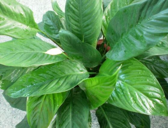 一帆風(fēng)順花的擺放禁忌，忌光線太強與溫度極低處