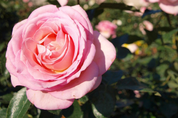 薔薇花怎么養(yǎng)護