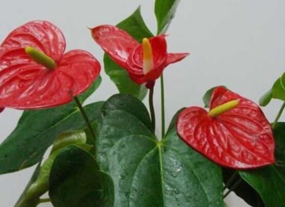 紅掌怎么養(yǎng)才能開花，只需要做好六點(diǎn)花開茂盛